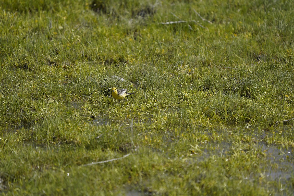 Citrine Wagtail (Black-backed) - ML620883232