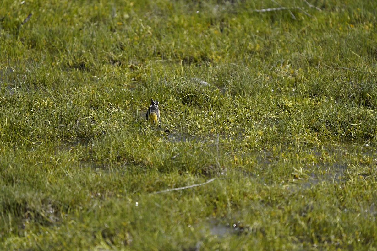 Citrine Wagtail (Black-backed) - ML620883233