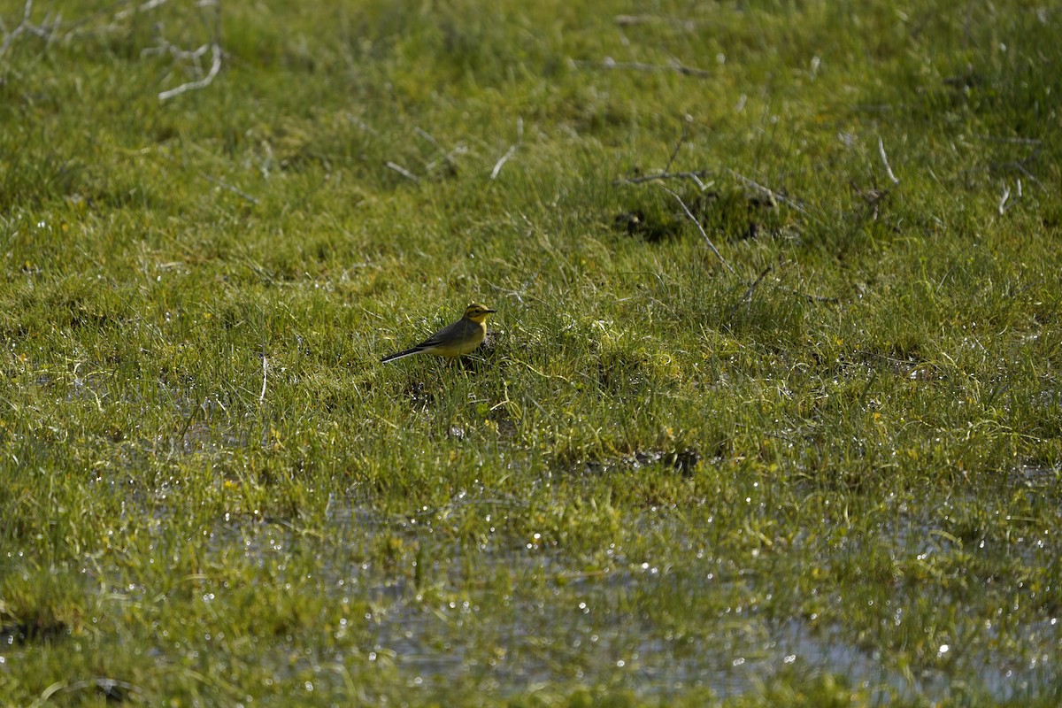 Citrine Wagtail (Black-backed) - ML620883236
