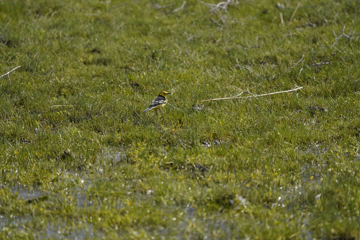 Citrine Wagtail (Black-backed) - ML620883237