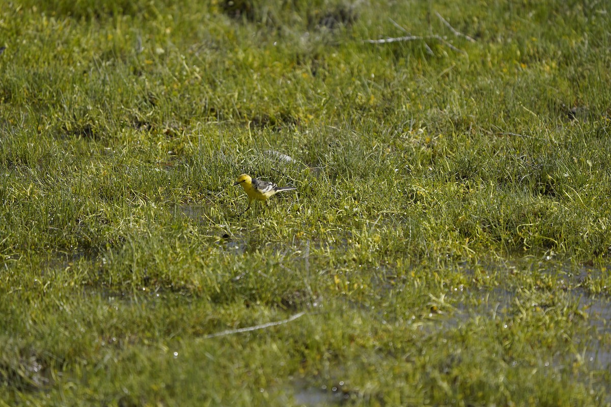 Citrine Wagtail (Black-backed) - ML620883238