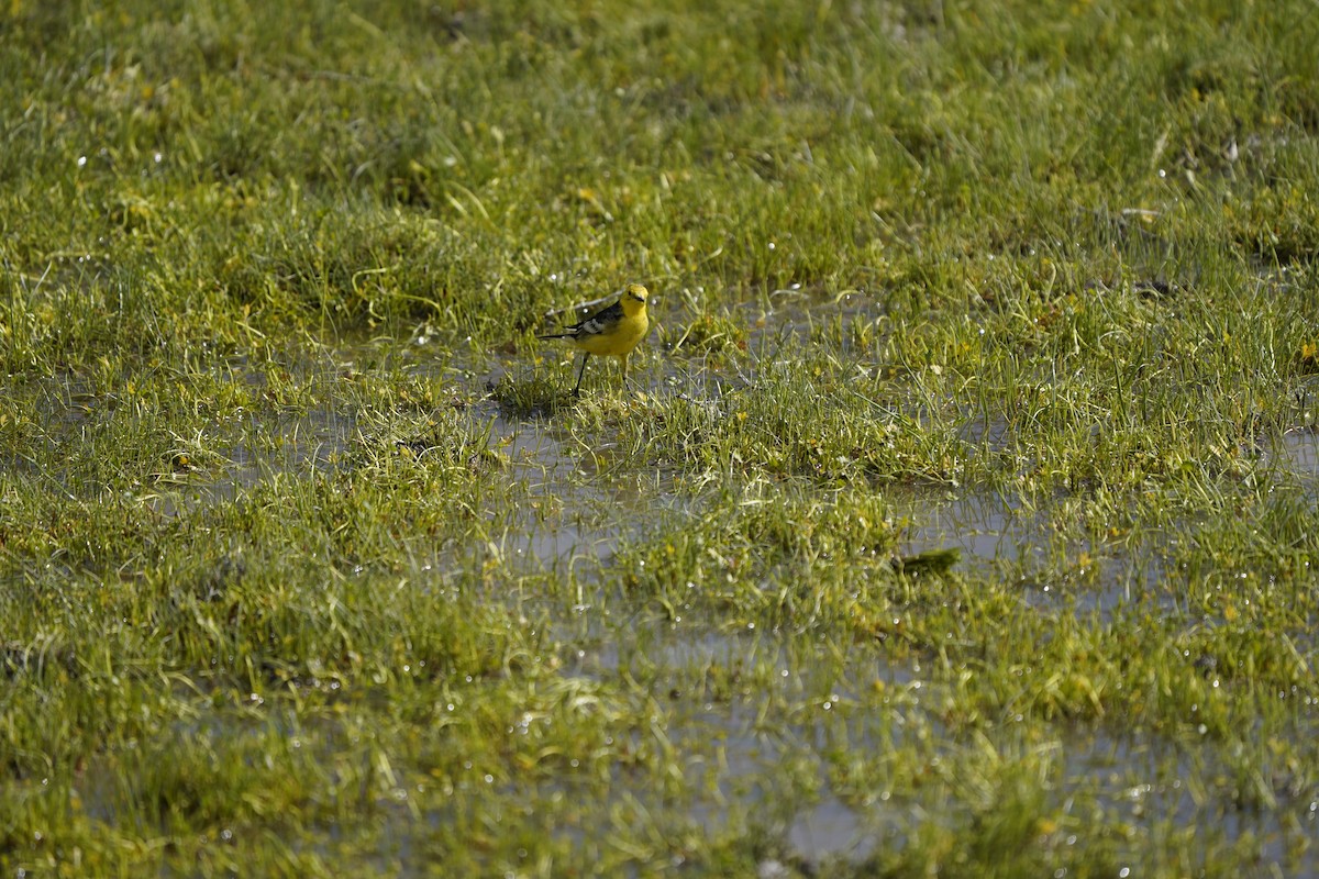 Citrine Wagtail (Black-backed) - ML620883240