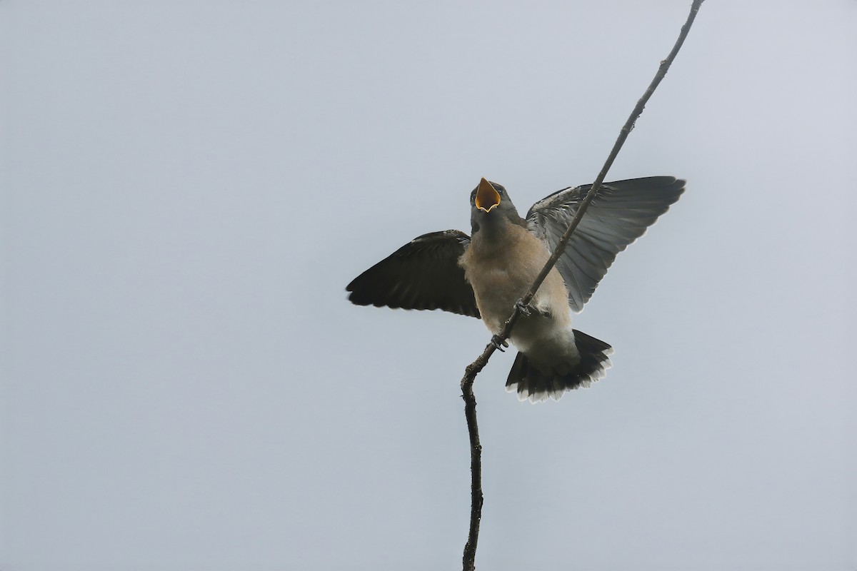 Ashy Woodswallow - ML620883242