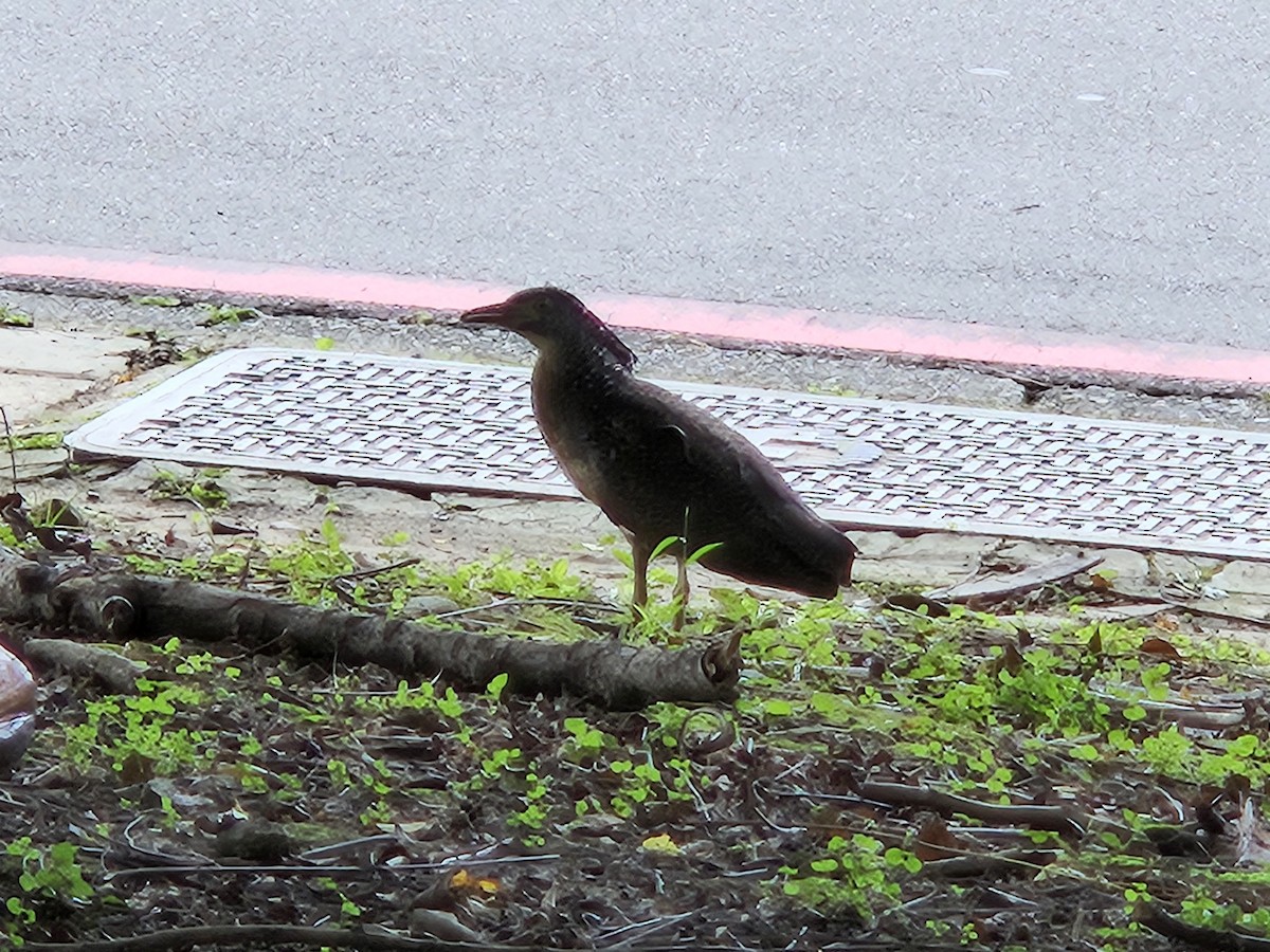 Malayan Night Heron - ML620883244