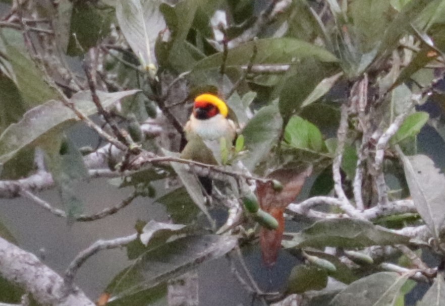 Flame-faced Tanager - ML620883247