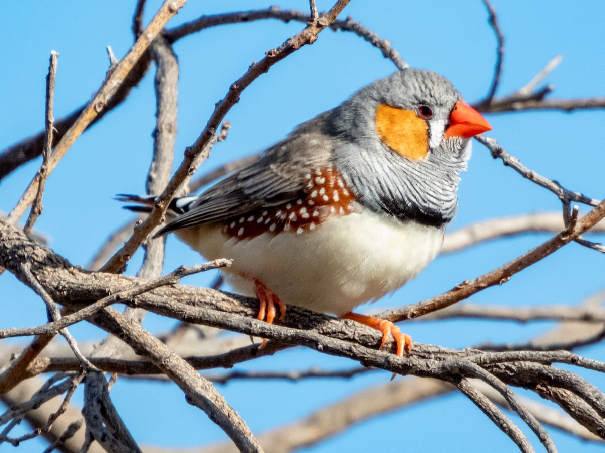 Zebra Finch - ML620883249