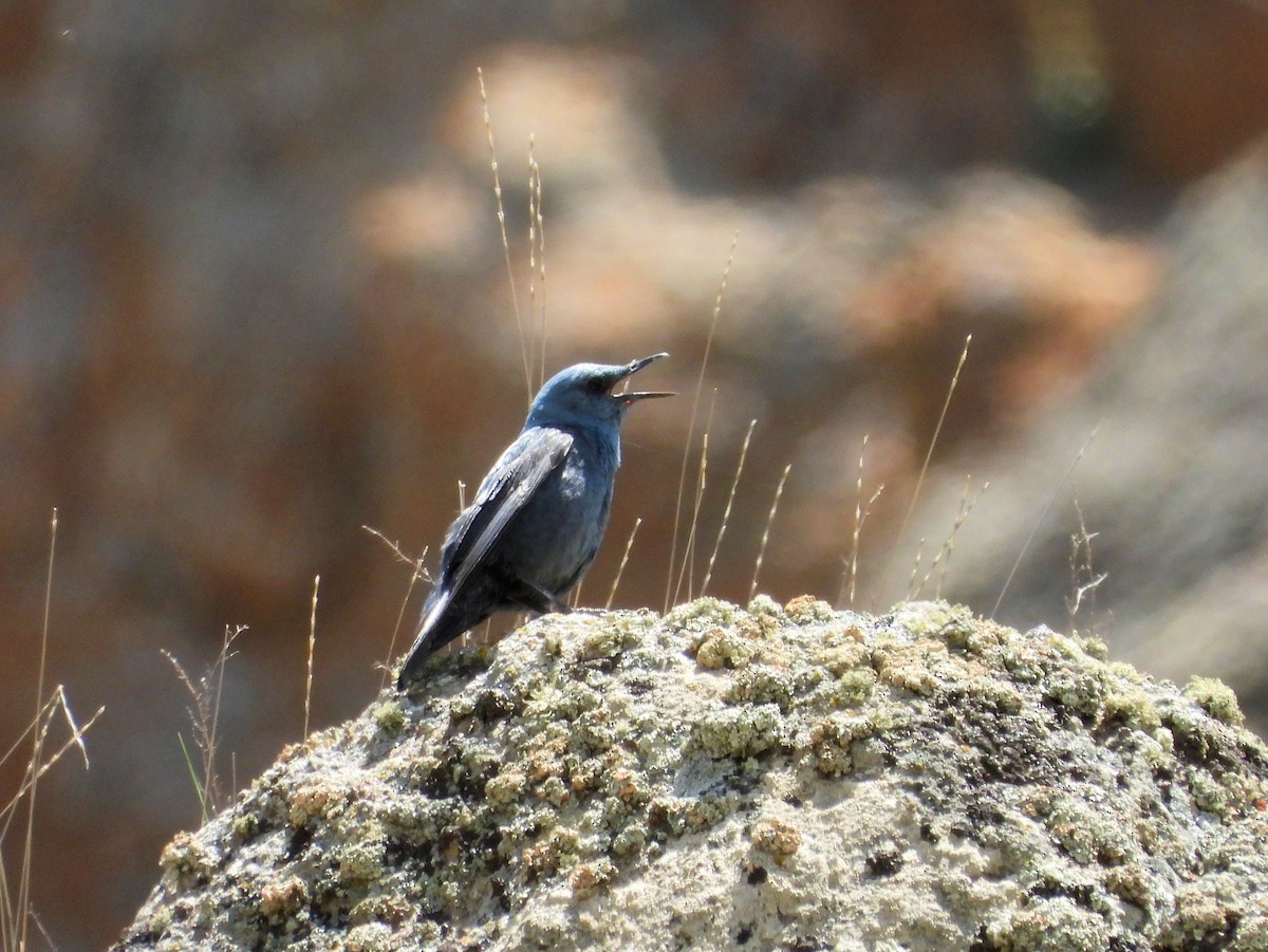 Blue Rock-Thrush - ML620883250