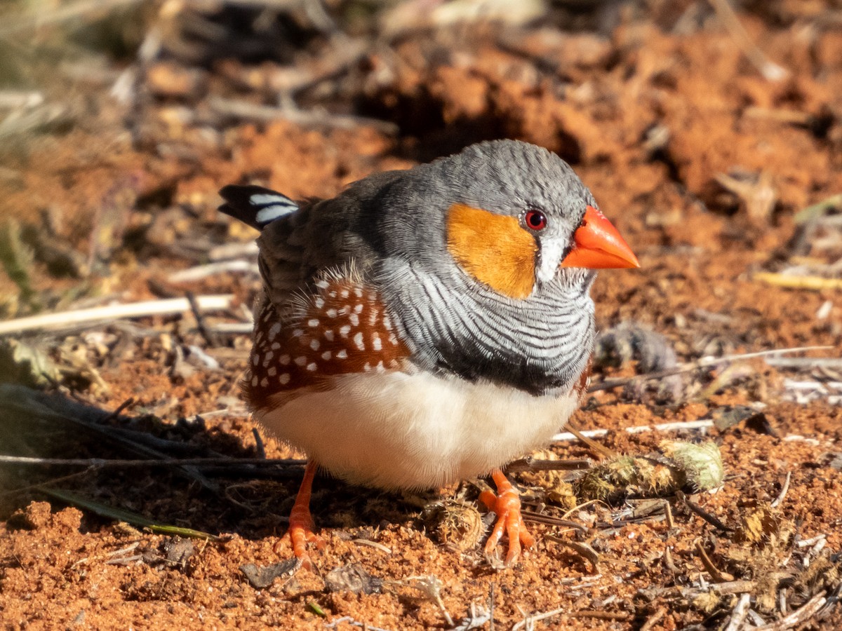 Zebra Finch - ML620883256