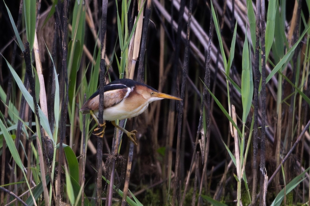 Least Bittern - ML620883257