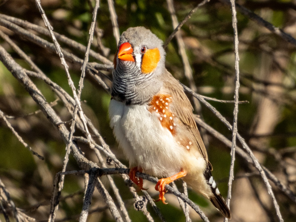 Zebra Finch - ML620883261