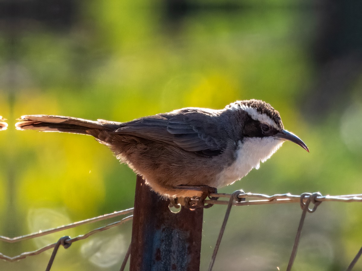 White-browed Babbler - ML620883262