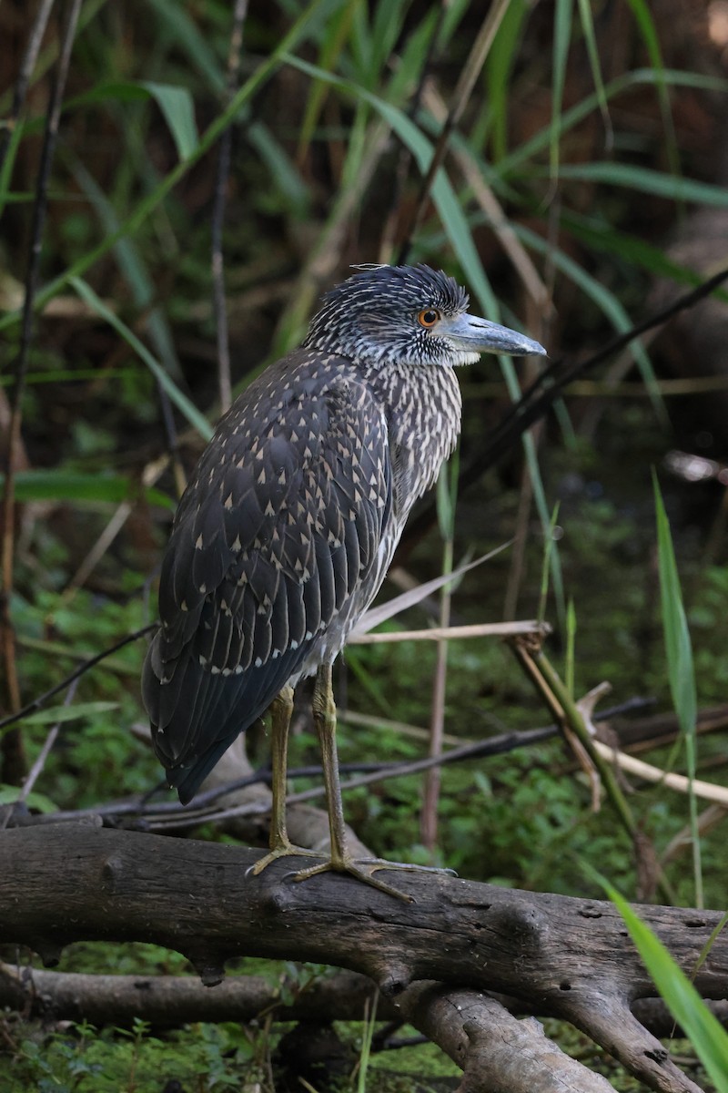 Yellow-crowned Night Heron - ML620883266