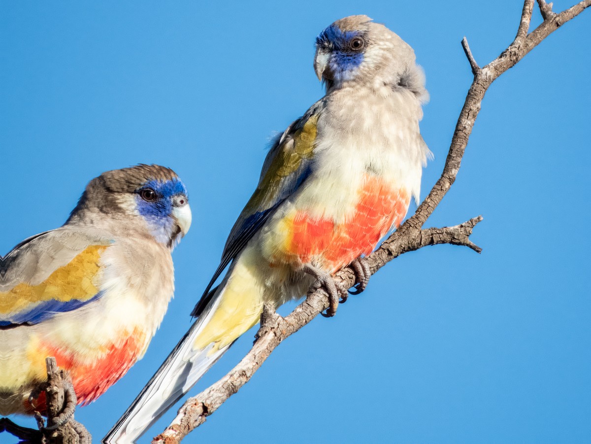 Perico Cariazul (haematogaster/pallescens) - ML620883273