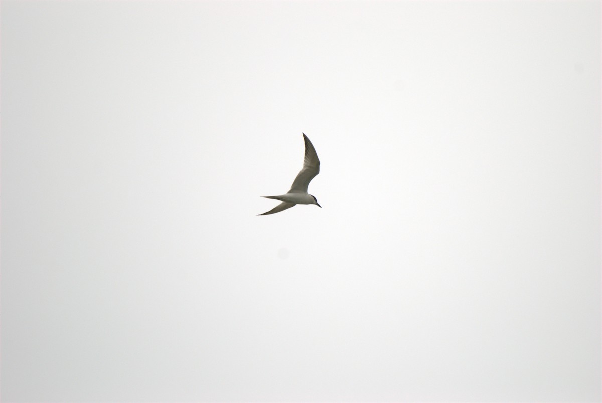 Gull-billed Tern - ML620883274