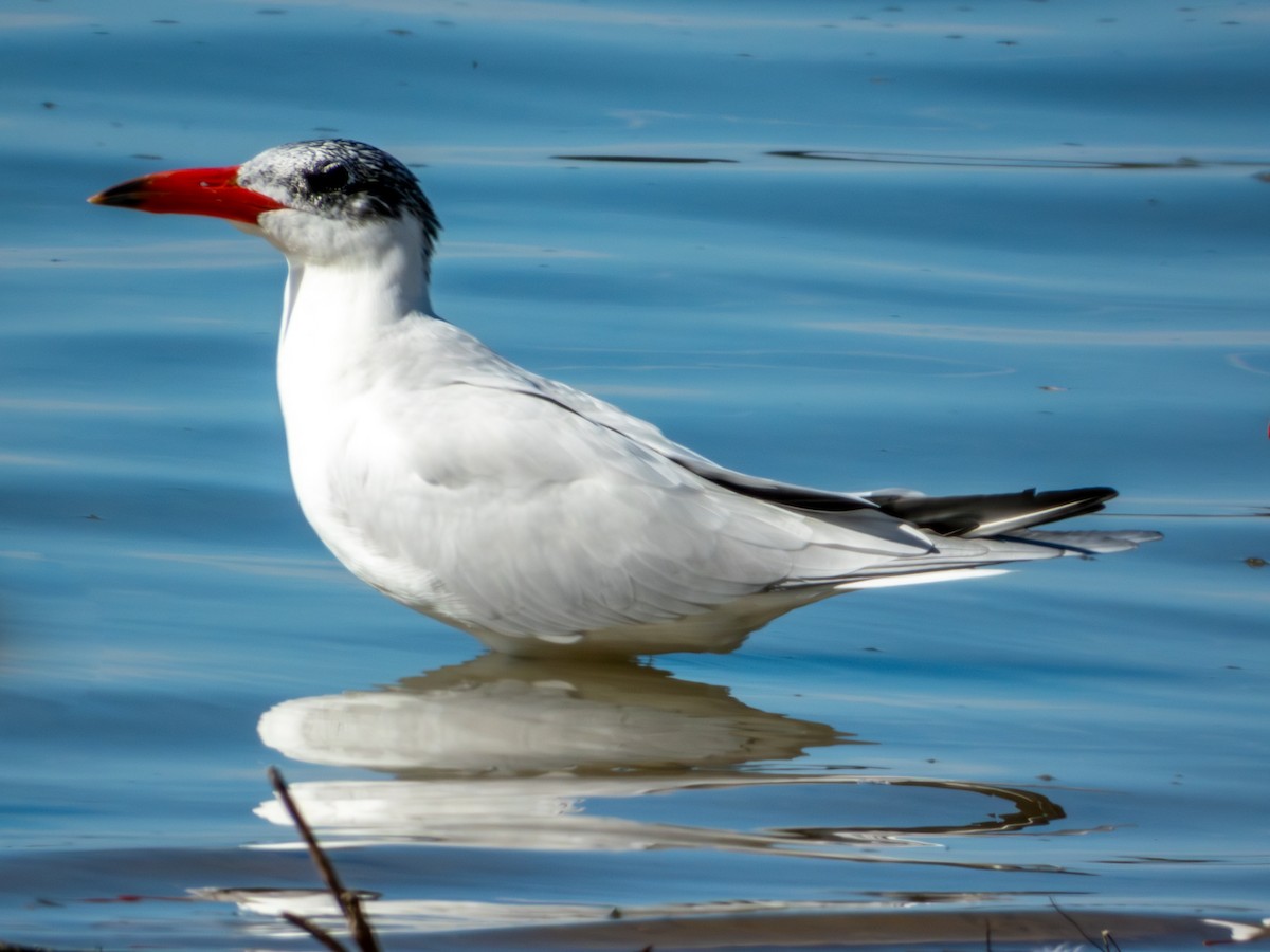 Caspian Tern - ML620883275