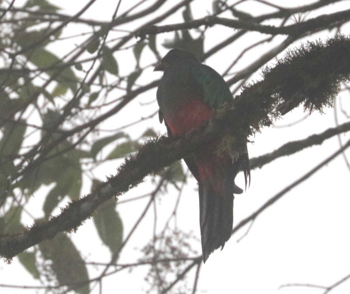 Golden-headed Quetzal - ML620883283