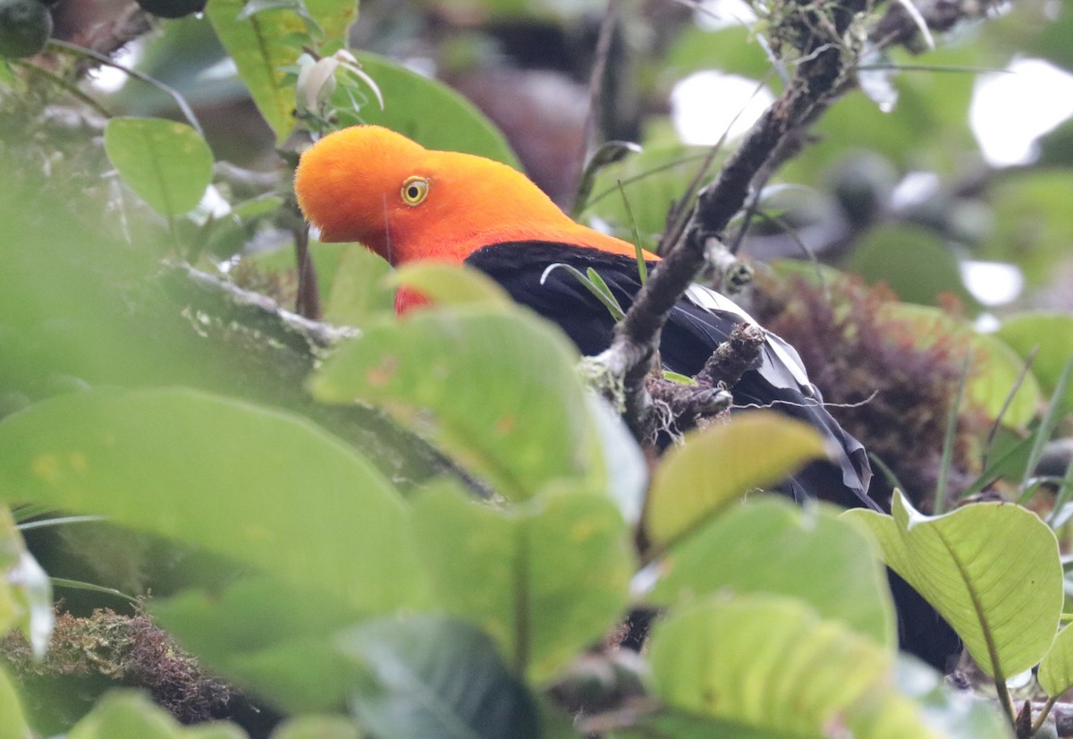 Andean Cock-of-the-rock - ML620883284