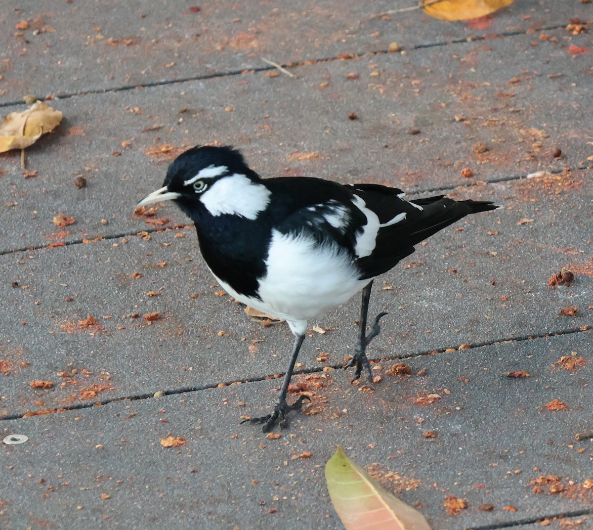 Magpie-lark - ML620883291