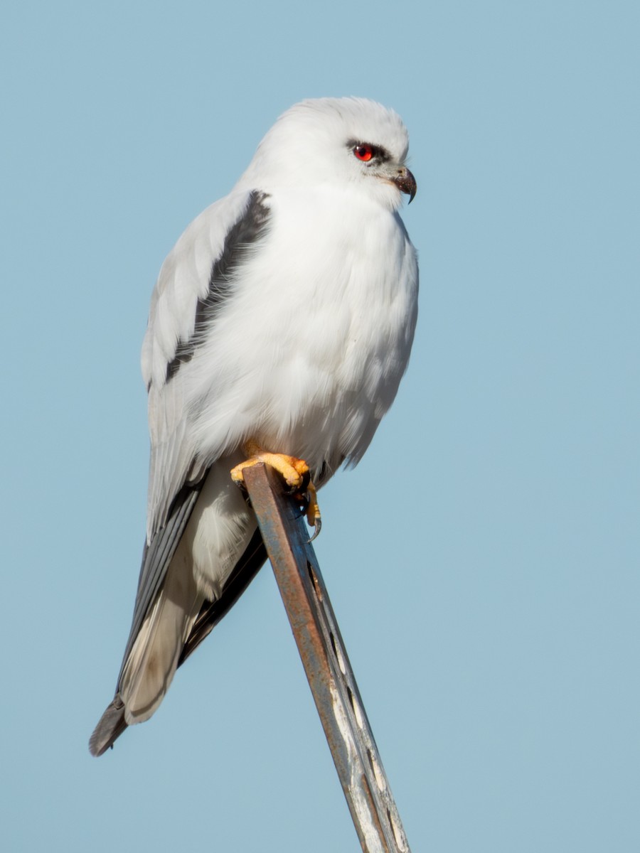 Black-shouldered Kite - ML620883297