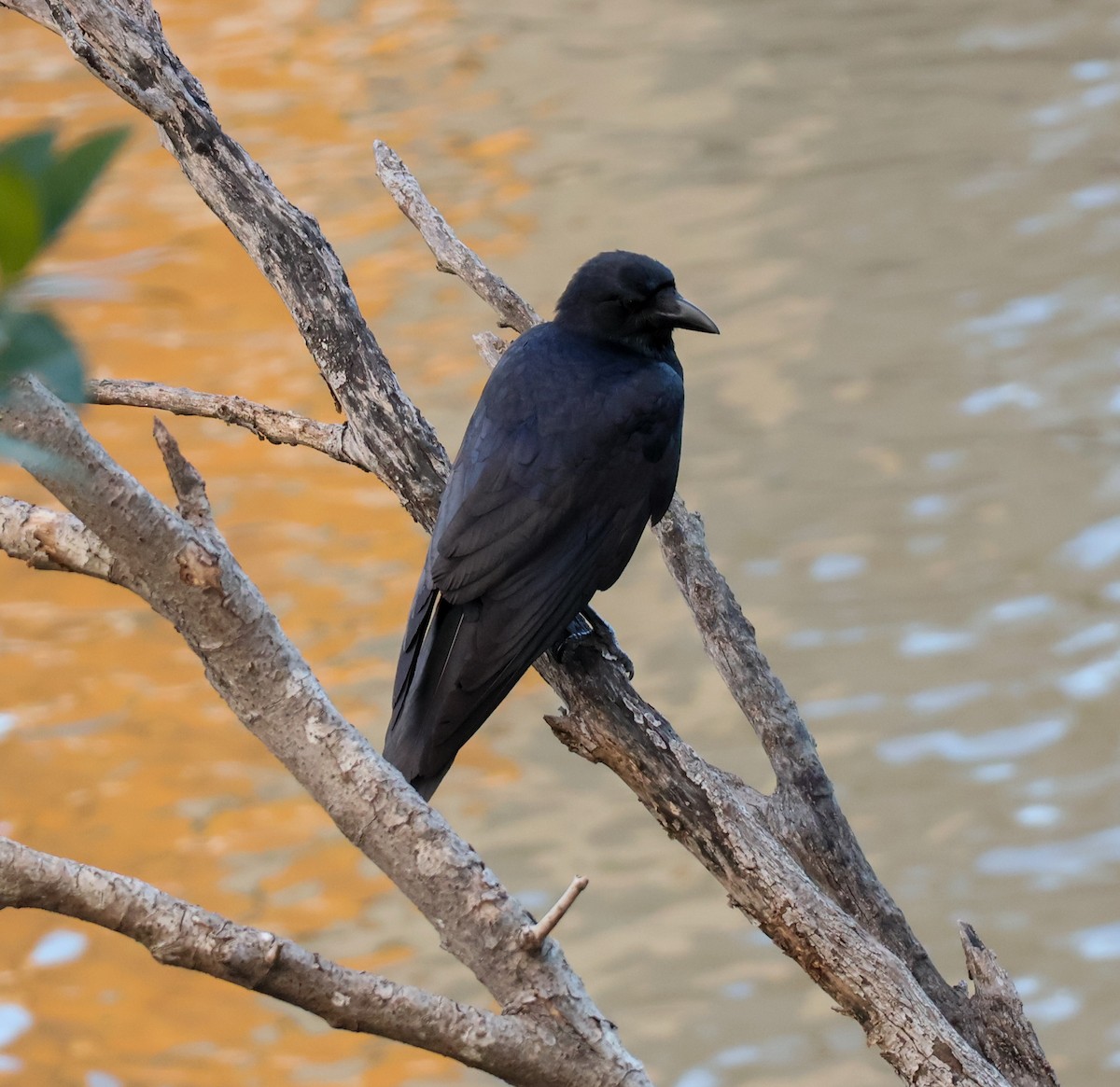 Corbeau de Torres - ML620883301