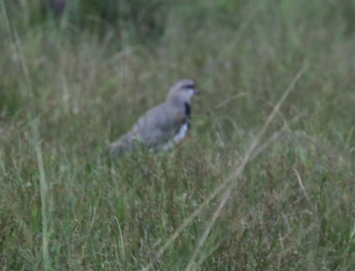 Southern Lapwing - ML620883305