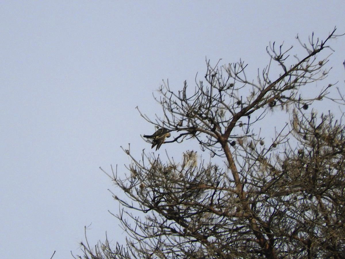 Lesser Cuckoo - ML620883310