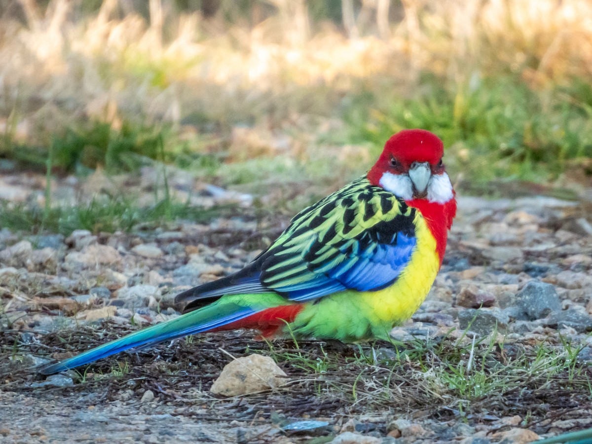 Eastern Rosella - ML620883312