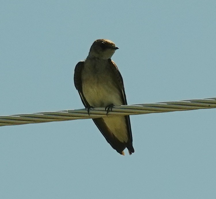 Northern Rough-winged Swallow - ML620883318
