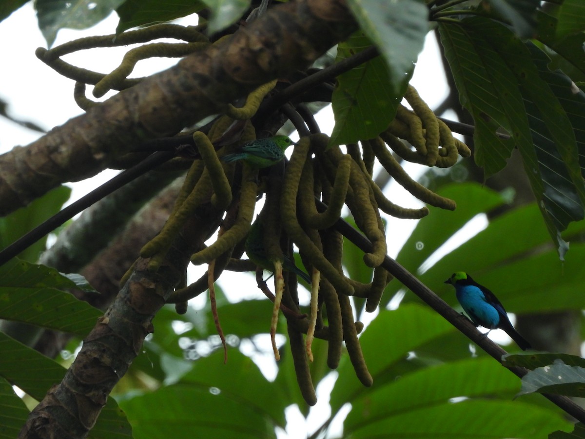 Yellow-bellied Tanager - ML620883320