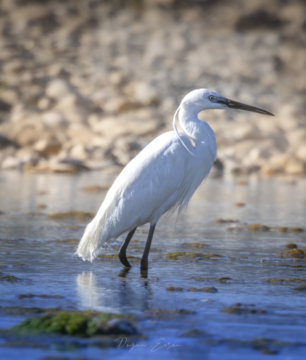 Little Egret - ML620883322