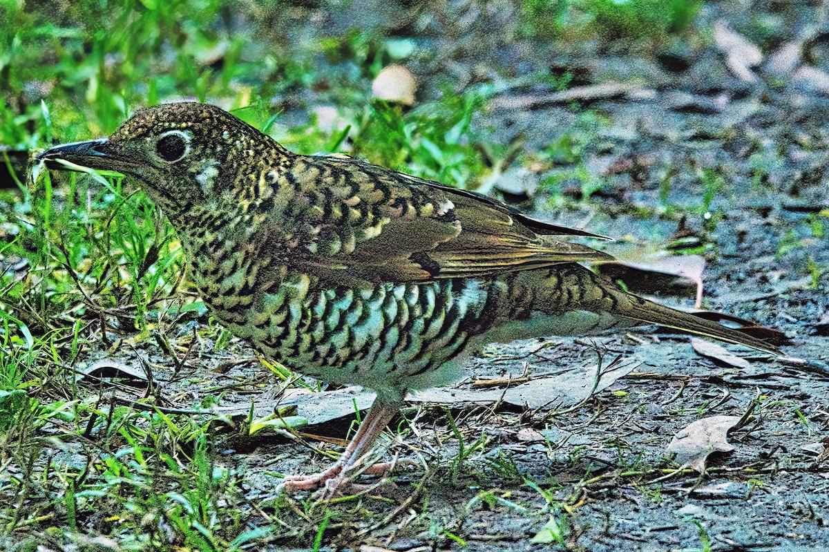 Bassian Thrush - ML620883323