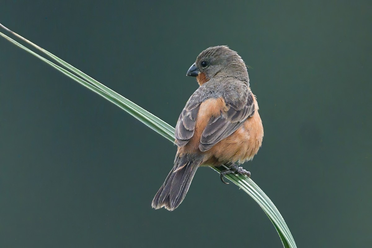 Ruddy-breasted Seedeater - ML620883329