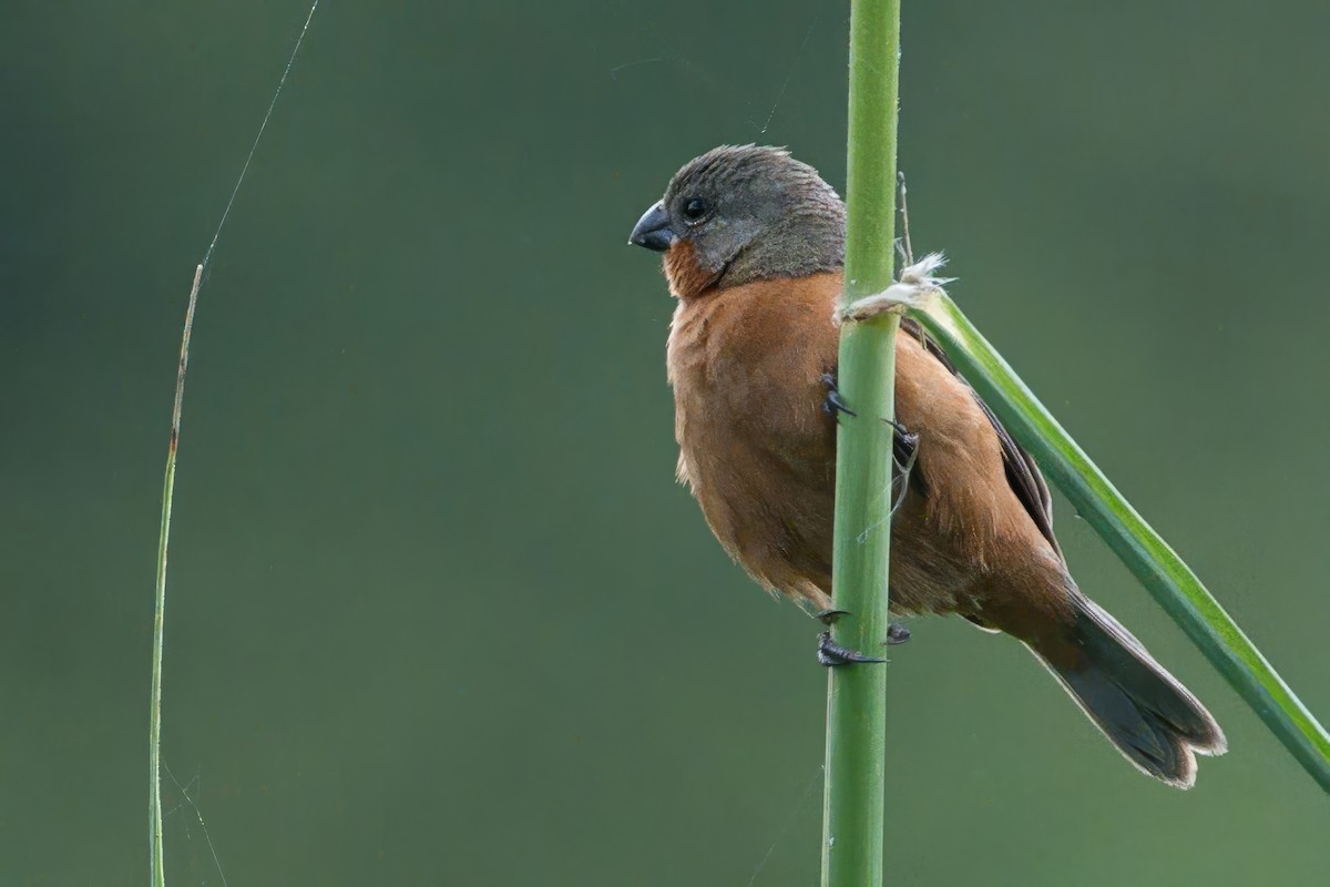 Ruddy-breasted Seedeater - ML620883331