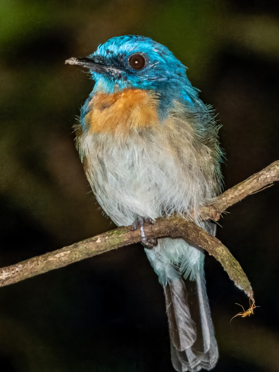 Malaysian Blue Flycatcher - ML620883332