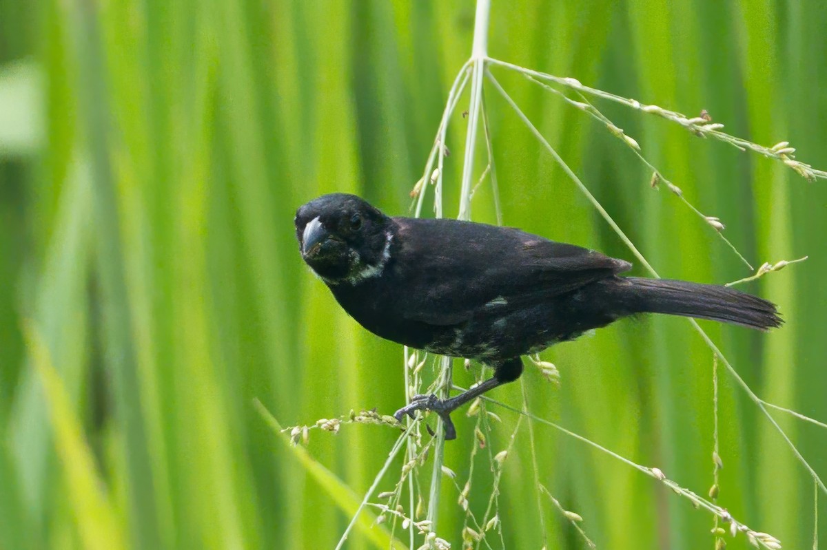 Variable Seedeater - ML620883334