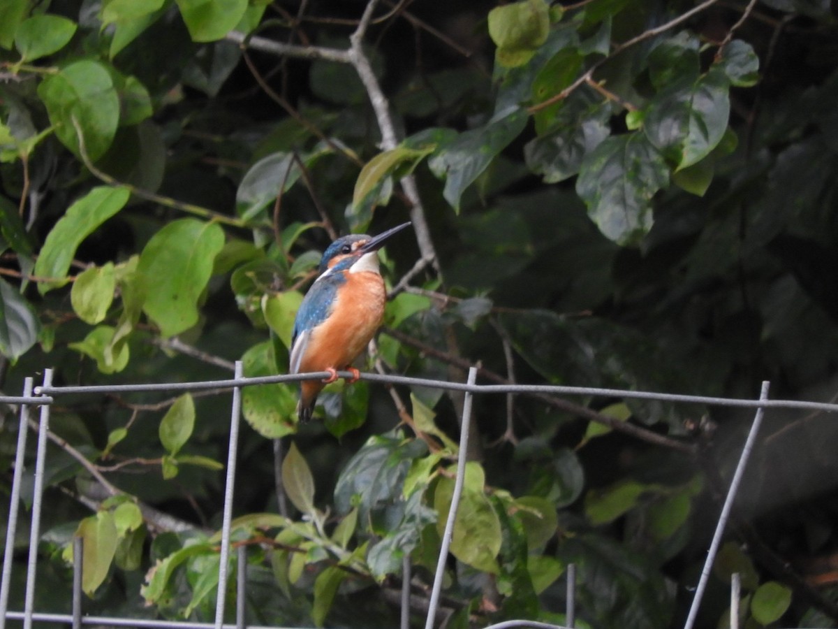 Common Kingfisher - ML620883340