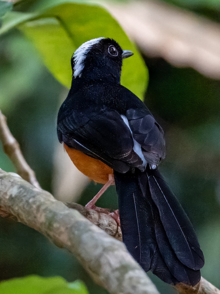 White-crowned Shama - ML620883341