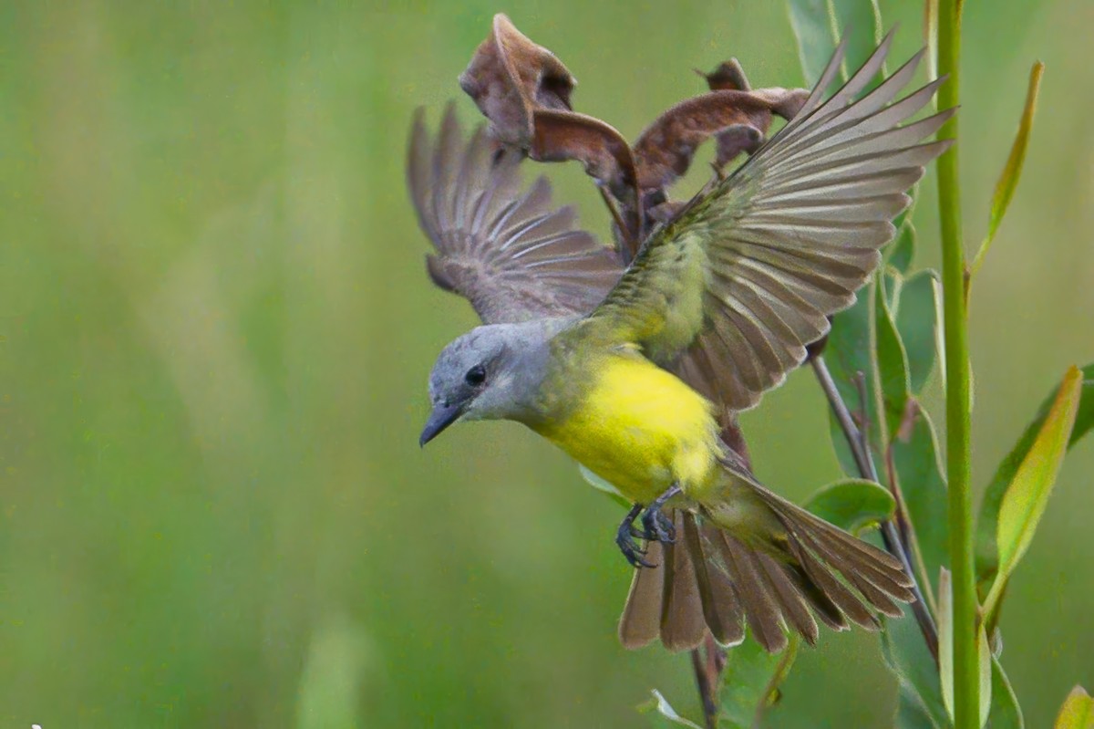 Tropical Kingbird - ML620883342