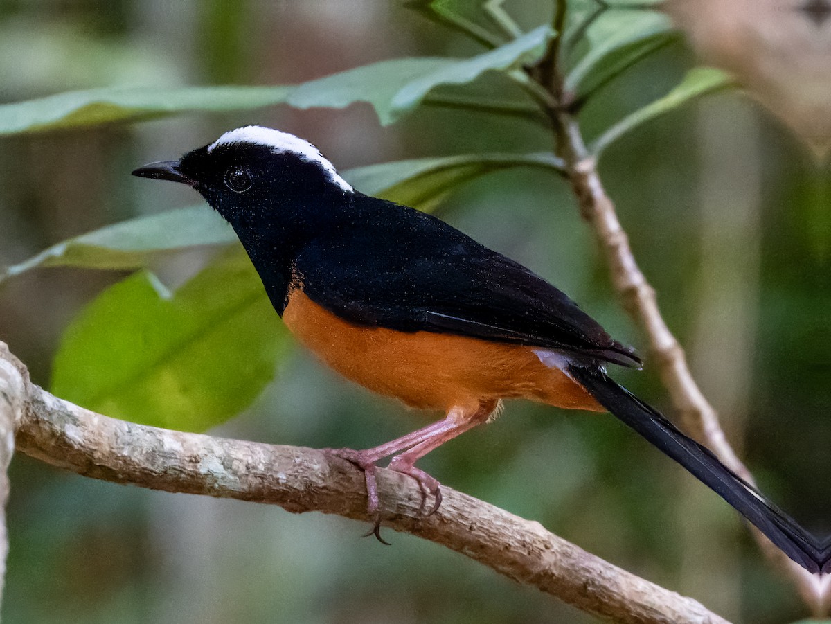 White-crowned Shama - ML620883343