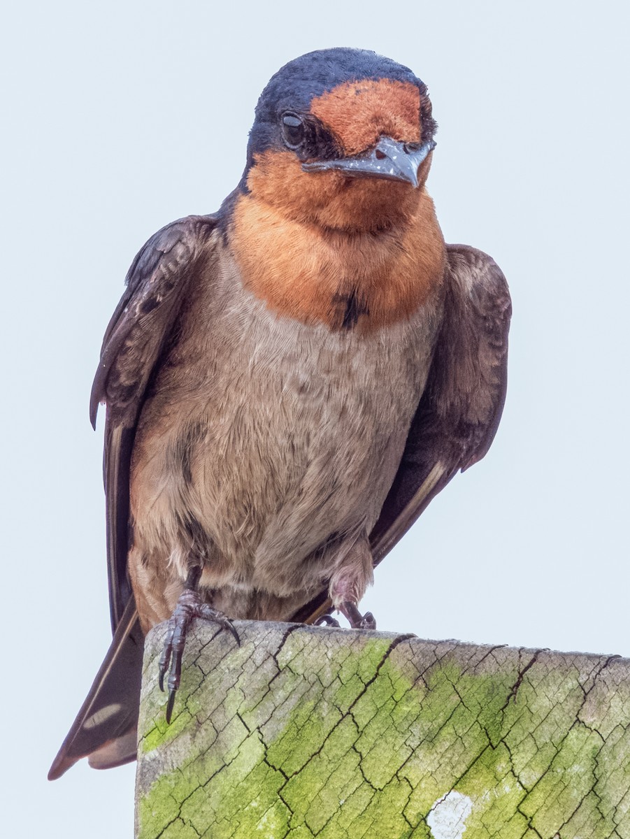 Pacific Swallow - Imogen Warren