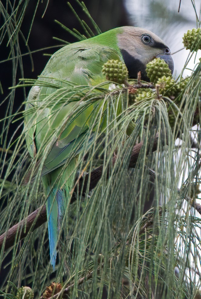 Red-breasted Parakeet - ML620883349