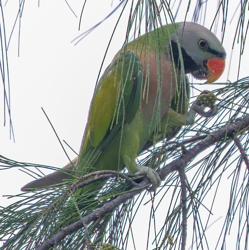 Red-breasted Parakeet - ML620883350