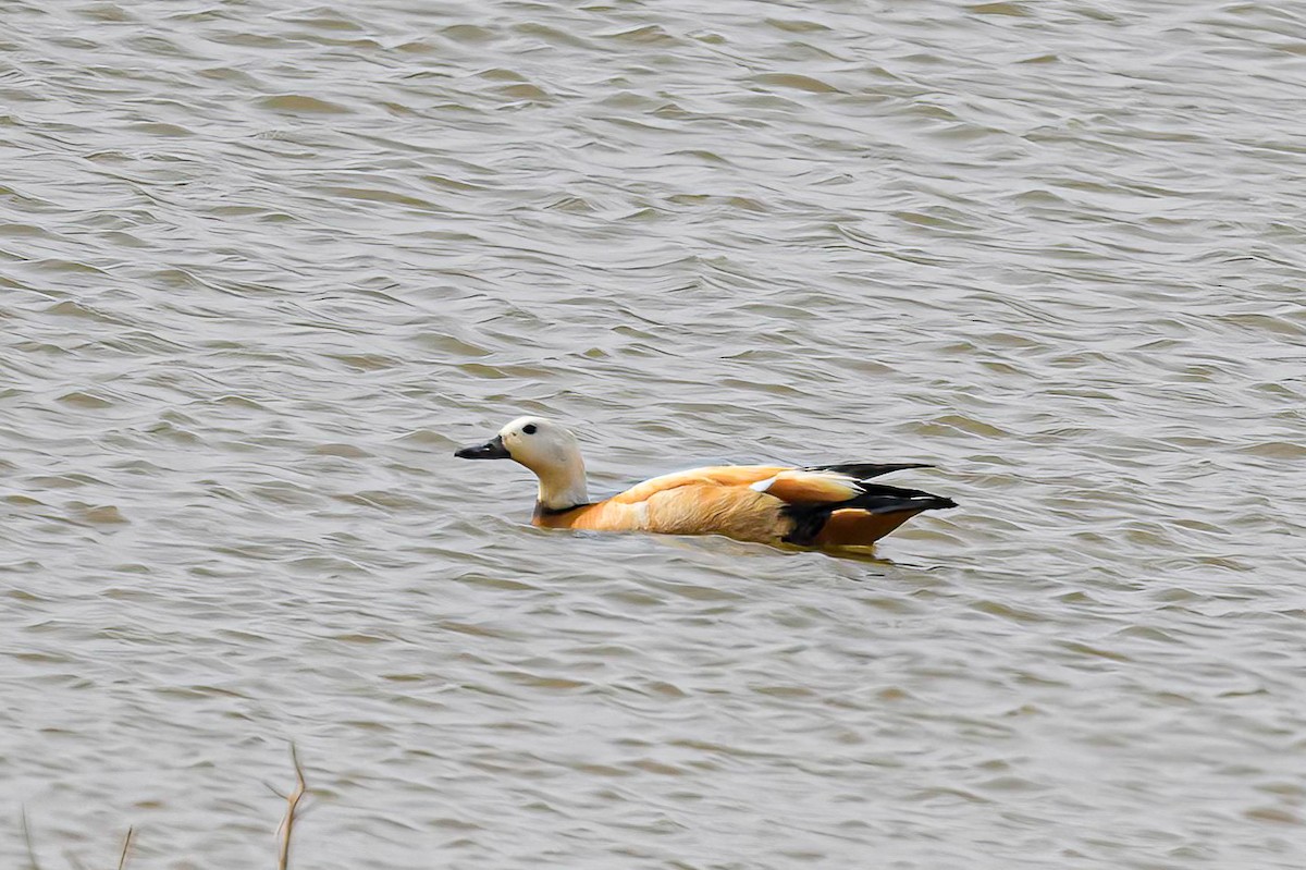 Ruddy Shelduck - ML620883352