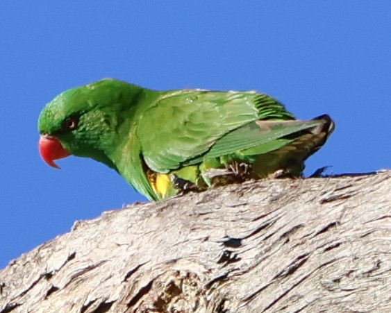 Scaly-breasted Lorikeet - ML620883354