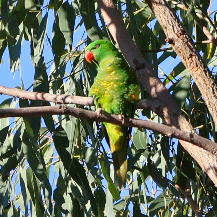 Scaly-breasted Lorikeet - ML620883355