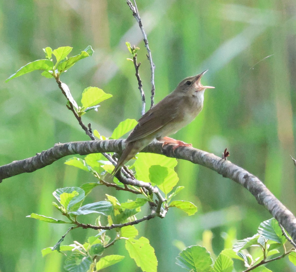 River Warbler - ML620883360