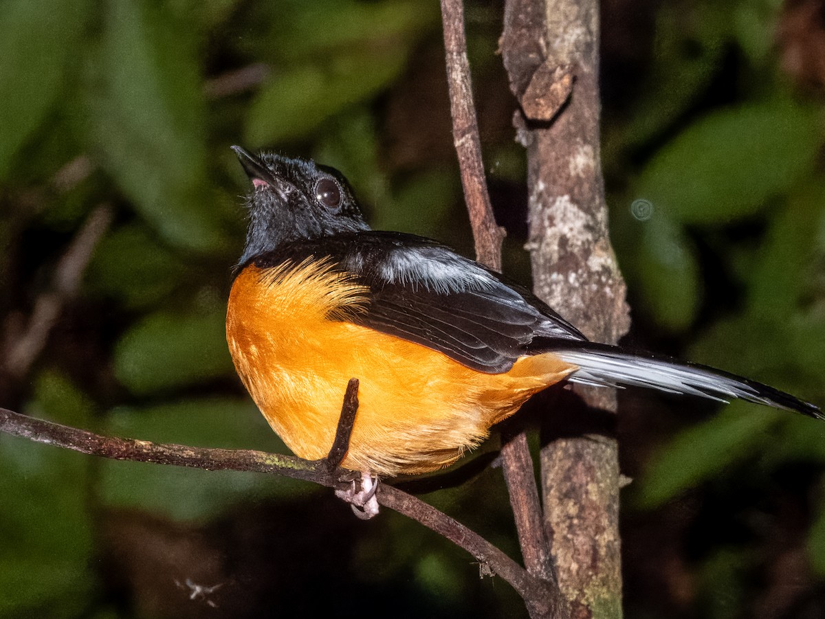 White-crowned Shama - ML620883363