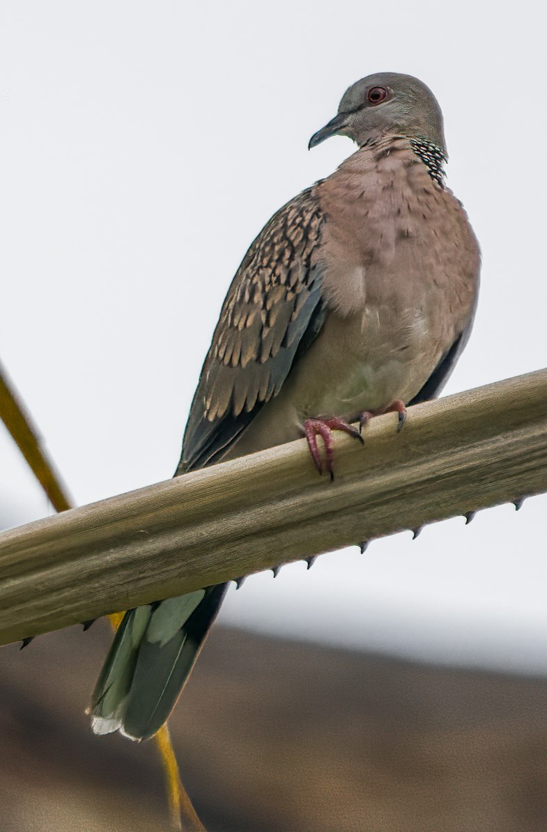 珠頸斑鳩 - ML620883367