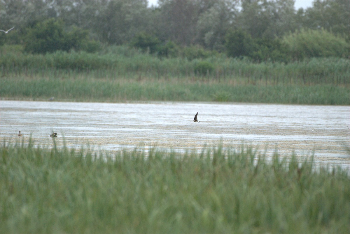 Collared Pratincole - ML620883371