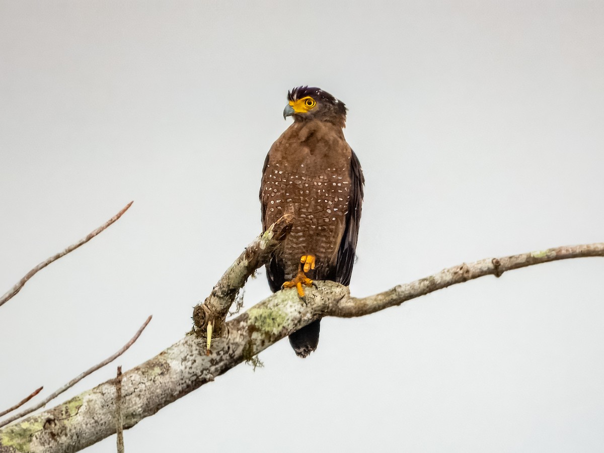 Crested Serpent-Eagle - ML620883373